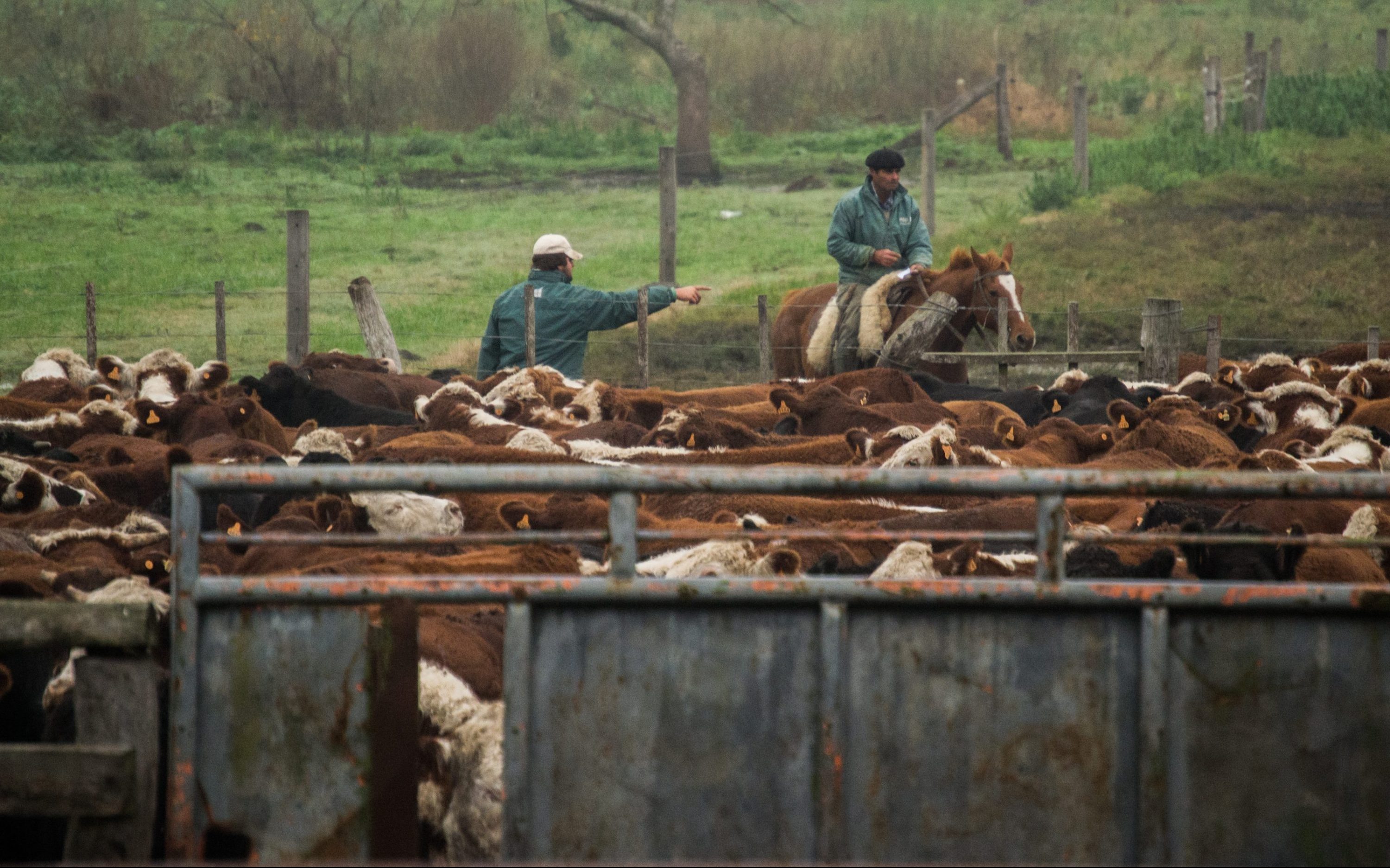 Ganado en corrales Uruguay